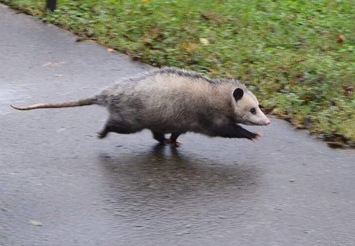 Extra small opossum